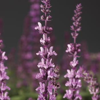 Salvia x superba 'Rose' 