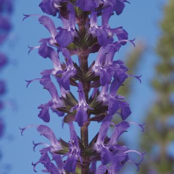 Salvia x superba 'Blue' 