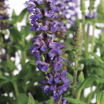 Salvia x superba Merleau® 'Blue Compact'