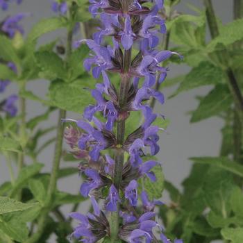 Salvia x superba Bordeau™ 'Steel Blue'