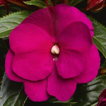 Impatiens hawkeri Sonic® Deep Purple 'Deep Purple'