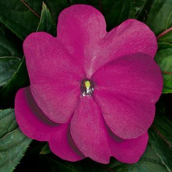 Impatiens hawkeri 'Purple' 