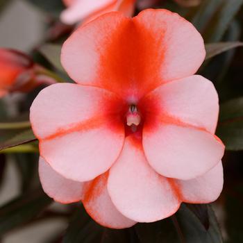 Impatiens hawkeri 'Orange Stripe' 