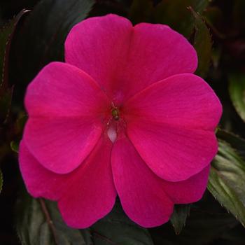 Impatiens hawkeri 'Electric Purple' 