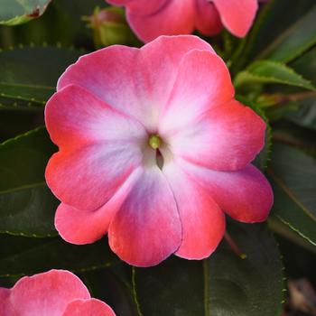 Impatiens hawkeri 'Pink Frost' 