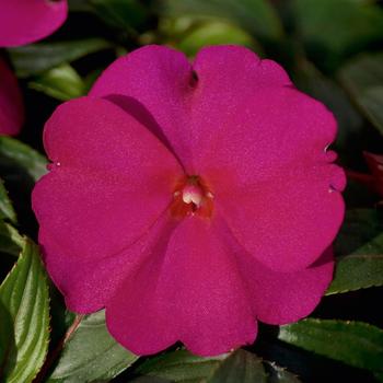 Impatiens hawkeri 'Purple Blue' 