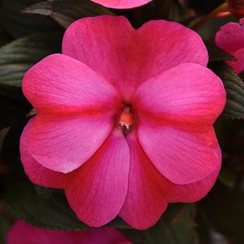 Impatiens hawkeri 'Red Flame' 