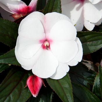 Impatiens hawkeri 'White Pink Eye' 