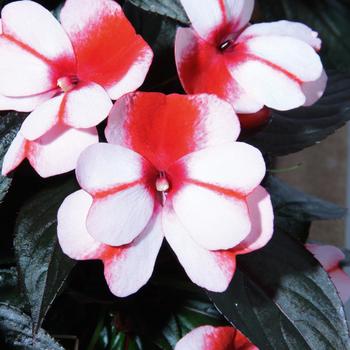 Impatiens hawkeri 'White Red Flame' 