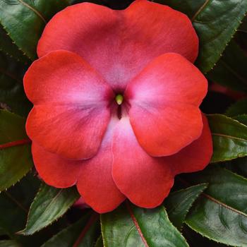 Impatiens hawkeri 'Cerise Frost' 