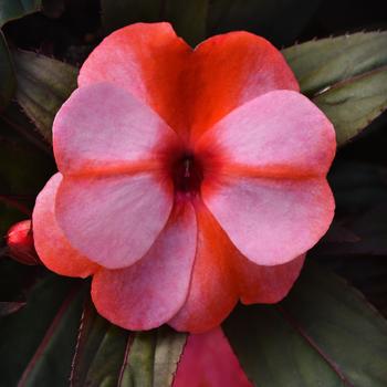 Impatiens hawkeri 'Coral Flame' 