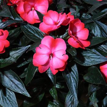 Impatiens hawkeri 'Dark Pink Flame' 