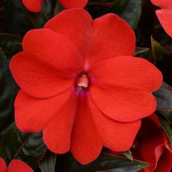 Impatiens hawkeri ColorPower™ 'Dark Red'