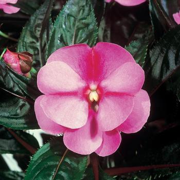 Impatiens hawkeri 'Lavender Flame' 