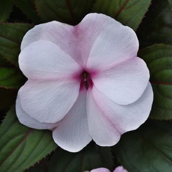 Impatiens hawkeri 'Light Pink+Eye' 