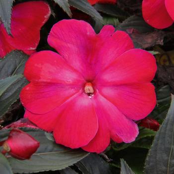 Impatiens hawkeri 'Magenta Frost' 