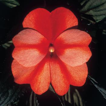 Impatiens hawkeri ColorPower™ 'Orange Flame'