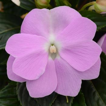 Impatiens hawkeri 'Orchid' 