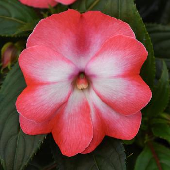 Impatiens hawkeri 'Peach Frost' 