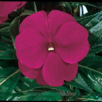 Impatiens hawkeri 'Purple Blue' 