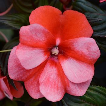 Impatiens hawkeri 'Red Flame' 