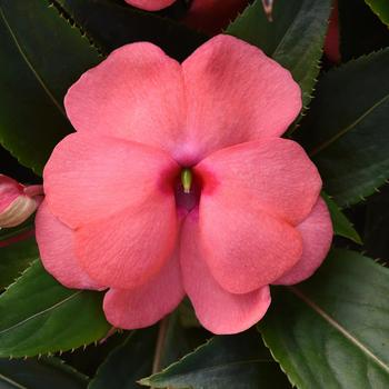 Impatiens hawkeri 'Salmon Pink' 