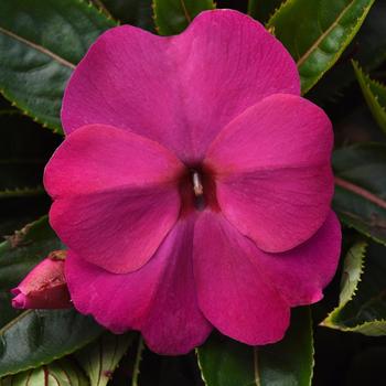 Impatiens hawkeri 'Violet' 