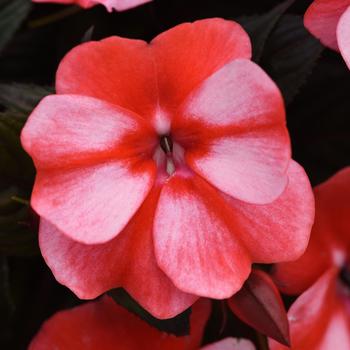 Impatiens hawkeri 'White Red Flame' 