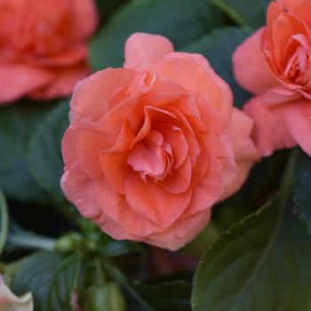 Impatiens walleriana 'Coral Orange' 