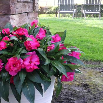 Impatiens hawkeri 'Roller Coaster Hot Pink' 