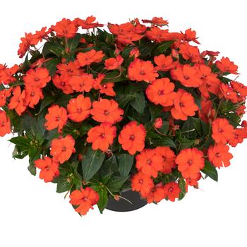 Impatiens hawkeri Sunstanding 'Aurora Orange'