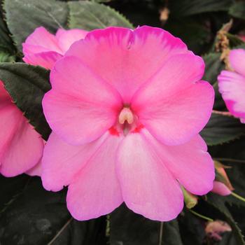 Impatiens hawkeri 'Aurora Light Pink' 