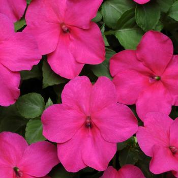 Impatiens walleriana Super Elfin® XP 'Rose'