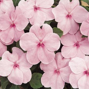 Impatiens walleriana 'Pink' 