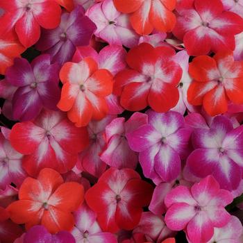 Impatiens walleriana Super Elfin® XP 'Starburst Mix'