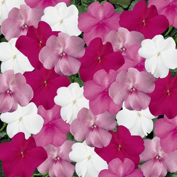 Impatiens walleriana Super Elfin® XP 'Seaside Mix'