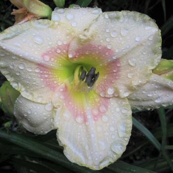 Hemerocallis 'Summer Blush'