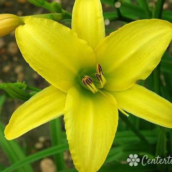 Hemerocallis 'The Jury's Out' 