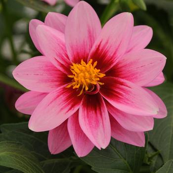 Dahlia Dalaya® 'Pink+Rose Eye'