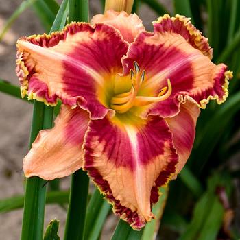 Hemerocallis 'Lake of Fire' 