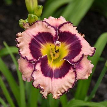 Hemerocallis 'Sound of My Heart' PPAF, Can PBRAF