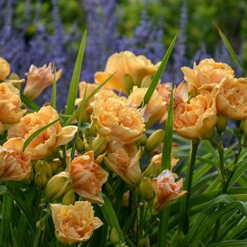 Hemerocallis Rainbow Rhythm® 'Siloam Peony Display'