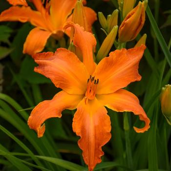 Hemerocallis Rainbow Rhythm® 'Primal Scream'