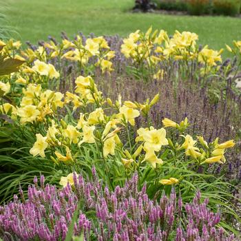 Hemerocallis 'Going Bananas' PP17164, Can 3454