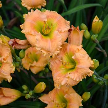 Hemerocallis Rainbow Rhythm® 'Orange Smoothie'