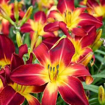 Hemerocallis 'Ruby Spider' 