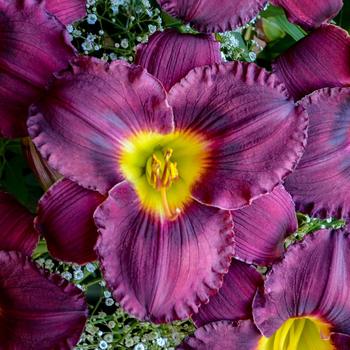 Hemerocallis Rainbow Rhythm® 'Nosferatu'