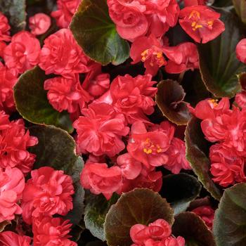 Begonia semperflorens 'Double Up™ Red' 