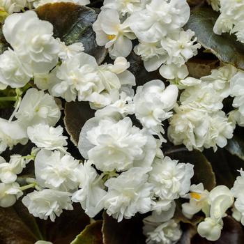 Begonia semperflorens 'Double Up™ White'