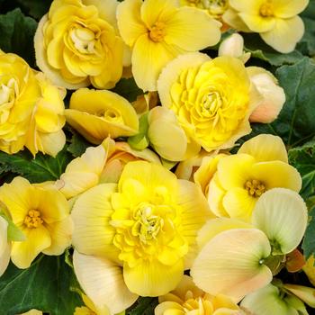 Begonia Double Delight™ 'Primrose'